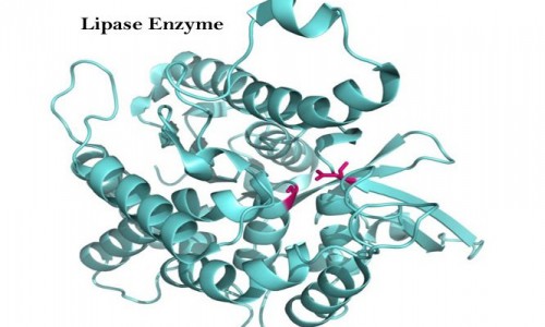 Cung cấp enzyme Lipase 2000 IU/g thủy phân mỡ, chất béo