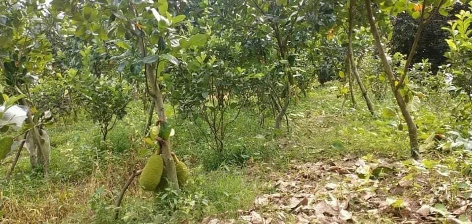 Cần bán vườn trái cây có sẵn trái cây trên đất