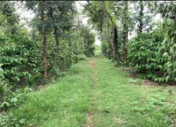 Chính chủ cần bán đất 5000 m2 vườn, nguồn thu tốt, Huyện Krông Ana, Đak Lak| 1 ty 250