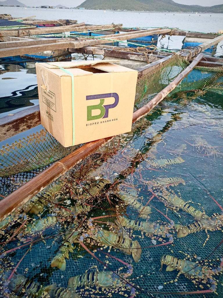 Hấp thụ độc tố, phục hồi tế bào gan, hạn chế EMS trên tôm cá của Biopro Khánh Hòa