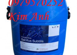 Bacillus subtilis siêu lợi khuẩn xử lý nước, hỗ trợ tiêu hóa