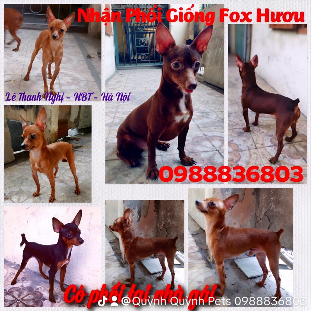 Chuyên phối giống Phốc Hươu. 0988836803