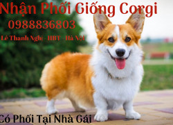 Chuyên phối giống Corgi Hà Nội . 0988836803