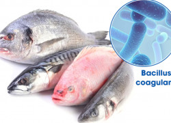 Bán Bacillus coagulans chất lượng cao, giá cả cạnh tranh cho nuôi trồng thủy sản