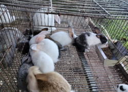 Bán thỏ con, thỏ thịt , thỏ giống ở Thừa Thiên Huế