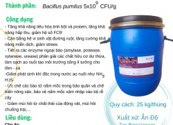 Bacillus pumilus 5x10^9 CFU/g hàng Ấn