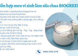 Lactobacillus bulgaricus và Streptococcus thermophillus trong sản xuất sữa chua