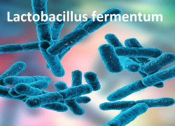 Imumentum Vách Tế Bào Lactobacillus Fermentum Chìa Khóa Vàng Cho Hệ Miễn Dịch Khỏe