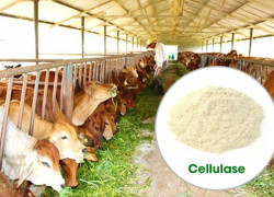 Bán Enzyme Cellulase hỗ trợ tiêu hóa triệt để chất xơ cho vật nuôi