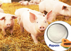 Bán Papain chiết xuất từ đu đủ hỗ trợ diệt kí sinh trùng, giun sán, chống viêm cho vật nuôi