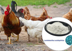 Bán Lactobacillus acidophilus mật độ cao giúp cân bằng hệ vi sinh đường ruột cho vật nuôi