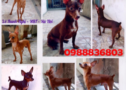 Phối giống Fox . 0988836803