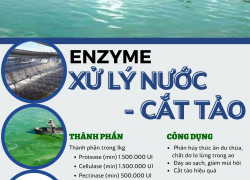 ENZYME XỬ LÝ NƯỚC- CẮT TẢO