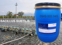 Bacillus Subtilis - Men xử lý nước ao nuôi thủy sản