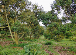 3,8ha sầu riêng thuộc hiệp hòa ninh gia đức trong Lâm Đồng