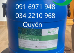 Men vi sinh dòng đơn bacillus subtilis 20 tỷ CFU/g