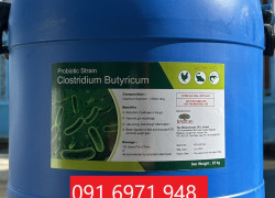 Mua bán men vi sinh đơn dòng Clostridium butyricum 5 tỷ CFU/g