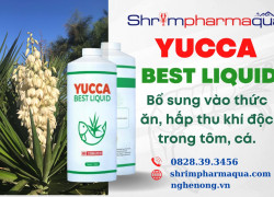YUCCA BEST LIQUID : Yucca bổ sung vào thức ăn giúp Hấp thu khí độc, cấp cứu tôm cá nổi đầu