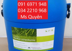 Men vi sinh đường ruột cho tôm Bacillus Licheniformis