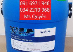 Mua bán sỉ men đường ruột cho tôm Lactobacillus plantarum