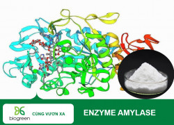 Bán Amylase cải thiện hệ tiêu hóa, tăng cường sức đề kháng cho tôm