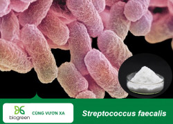 Bán nguyên liệu men vi sinh sản xuất TPCN Streptococcus faecalis