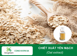 Bán chiết xuất Yến mạch (Oat extract) giàu protein và khoáng chất