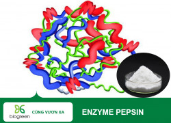 Bán nguyên liệu enzyme Pepsin hỗ trợ tiêu hóa hiệu quả