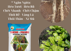 TRICHO - PSEUDO: Sạch nấm khuẩn hại cây trồng - TRICHODERMA và PSEUDOMONAS