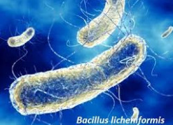 BÁN BIFIDOBACTERIUM LONGUM - LỢI KHUẨN TỐT CHO SỨC KHỎE ĐƯỜNG RUỘT!