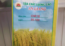 bao lúa giống 40 kg