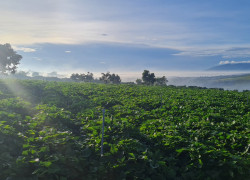 BÁN ĐẤT VIEW SĂN MÂY CỰC CHILL TÂN VĂN -TÂN HÀ- LÂM ĐỒNG