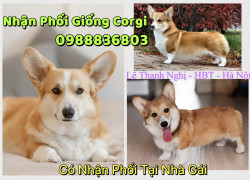 Nhận phối giống Corgi Hà Nội . 0988836803