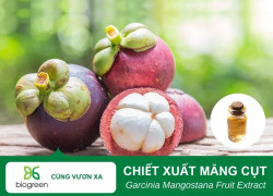 Tác Dụng Làm Đẹp Của Chiết Xuất Măng Cụt