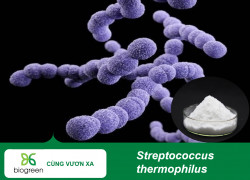 Streptococcus thermophilus Hỗ trợ tiêu hóa, cân bằng hệ vi sinh đường ruột