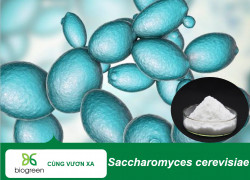 Saccharomyces cerevisiae tăng cường miễn dịch, hỗ trợ tiêu hóa