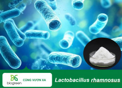 Lactobacillus rhamnosus giảm viêm và các triệu chứng của bệnh viêm ruột