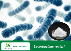 Lactobacillus reuteri cải thiện tình trạng viêm lợi và viêm nhiễm miệng