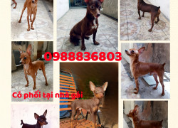 Nhận phối Fox Hươu Thuần Chủng. 0988836803