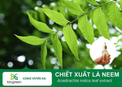 Chiết xuất lá Neem – nguyên liệu mỹ phẩm từ loại xoan Ấn Độ