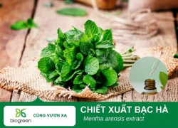 Chiết Xuất Bạc Hà Cho Mỹ Phẩm – Làm Mát Da, Hương Thơm Tự Nhiên