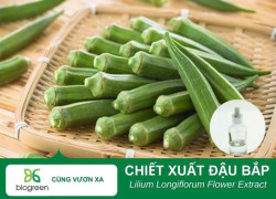 Chiết xuất đậu bắp Biogreen nguyên liệu cho sản xuất mỹ phẩm