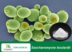 Men Vi Sinh Saccharomyces boulardii: Giải Pháp Tối Ưu Cho Hệ Tiêu Hóa