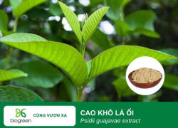 🌿 Cao Khô Lá Ổi - Giải Pháp Tự Nhiên Cho Sức Khỏe Thú Y Thủy Sản! 🌊