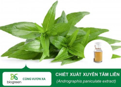 Nguyên liệu chiết xuất xuyên tâm liên Biogreen cho sản xuất mỹ phẩm