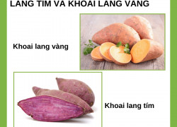 Top 3 điều cần biết về khoai lang tím và khoai lang vàng