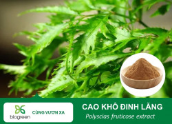 Cao Khô Đinh Lăng – Nguyên Liệu Cho Các Sản Phẩm Tăng Cường Sức Khỏe