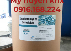 SACCHAROMYCES CEREVISIAE – Nấm men đậm đặc Ấn Độ