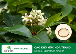 Mộc Hoa Trắng - "Khắc tinh" của bệnh phân trắng trên tôm