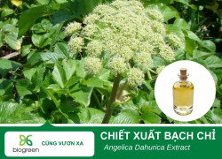 CHIẾT XUẤT BẠCH CHỈ - BÍ QUYẾT LÀM ĐẸP TỪ TINH HOA ĐÔNG Y